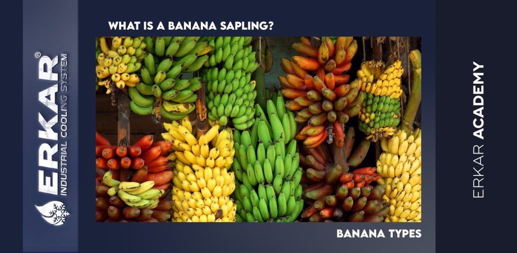 BANANA TYPES